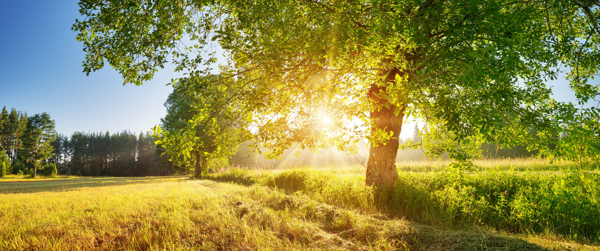 tree foliage in beautiful morning light with sunlight in summer. Sunrise on the field with hay, trees and sun tree foliage in beautiful morning light with sunlight in summer