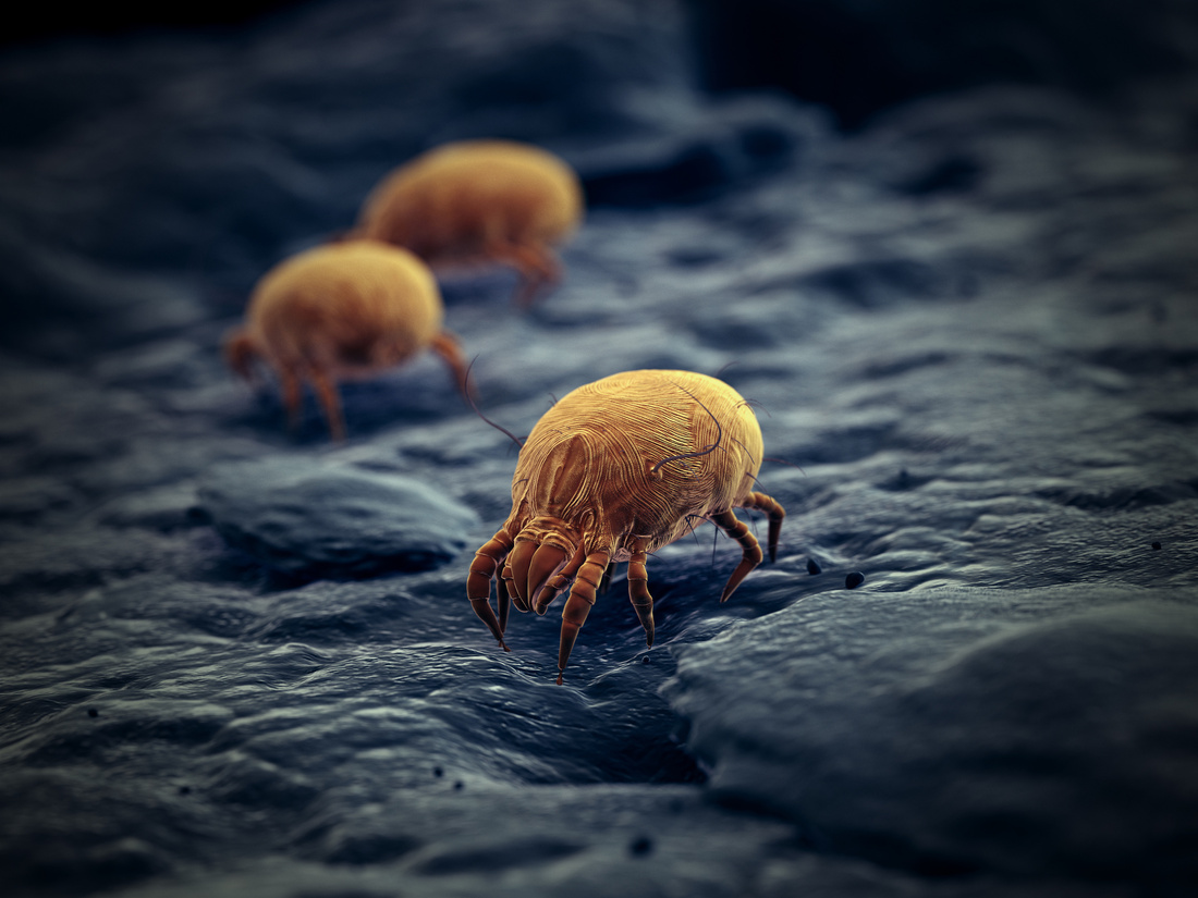 3d rendered illustration of a house dust mite 3d rendered illustration of a house dust mite